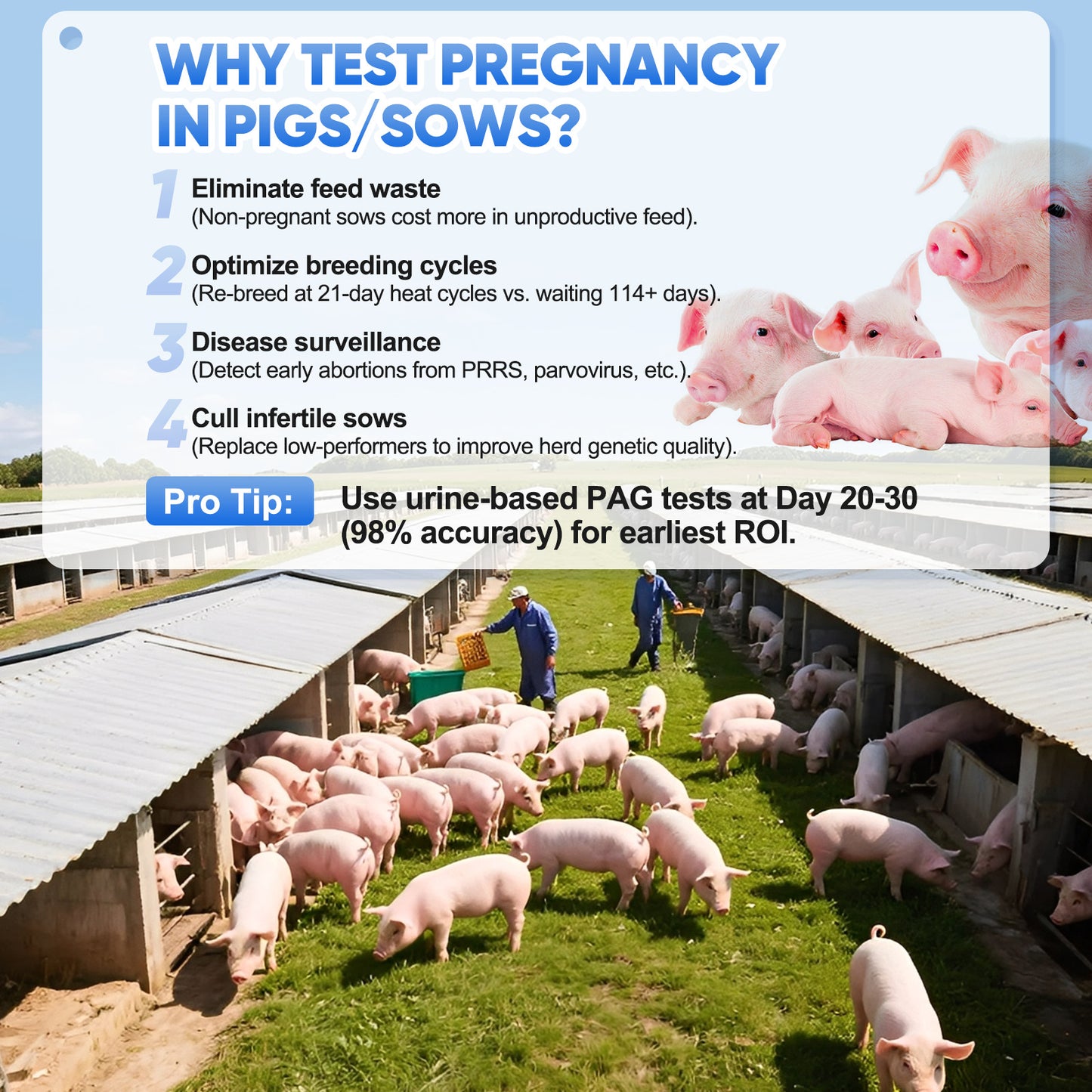 5-Pack Pig Pregnancy Test Strips for Early Detection in Sows, Accurate & Easy-to-Use Urine Test Kit, Farm Veterinary Supplies with Fast 10 Min Results