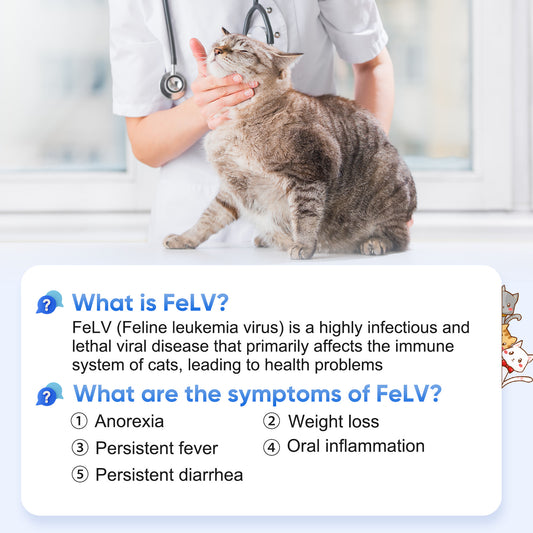 PawsXfun Feline Leukemia Virus Test Kit 5 Pieces : Quick 5-Min Home FELV Detection For Cats. Accurate, Non-Invasive, All Breeds/Ages
