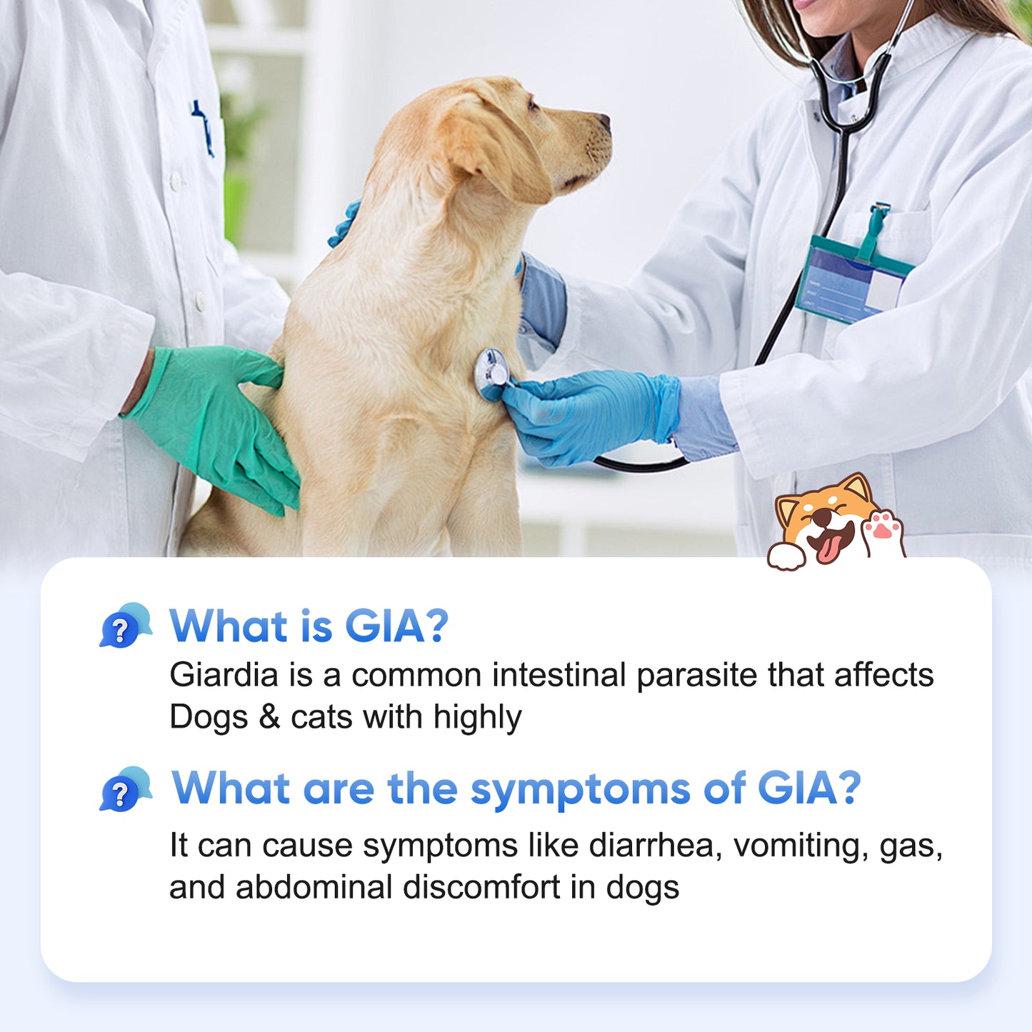 PawsXfun Dogs & Cats GIA Test Kit - Accurate & Quick 5-Pieces Home Detection of Giardia in Feces/Vomit in 5-10 Minutes! Easy to Use Non-Invasive Early Diagnosis Tool Suitable for All Breeds & Ages