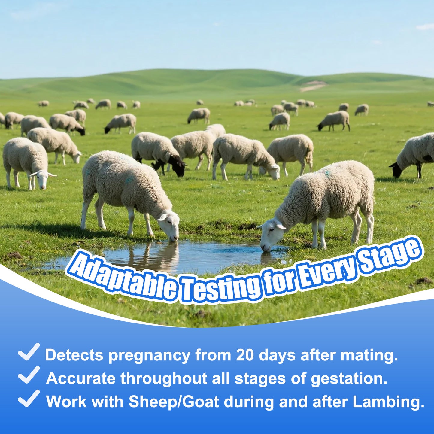 Sheep Goat Pregnancy Test Kit, 5-Pack Urine Test Strips for Early Detection, Results in 5-15 Mins, Accurate & Easy Home Farm Use