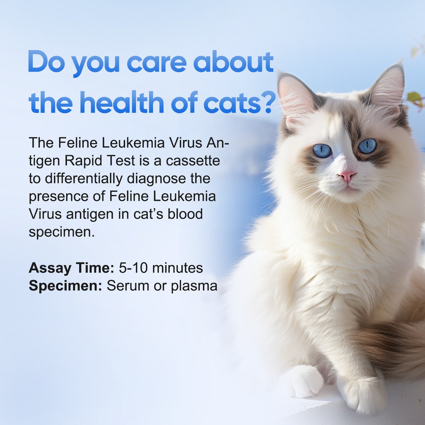 PawsXfun Cat Healthy FELV Test Kit - Accurate & Quick 5-Pieces Home Detection in Serum or plasma in 5-10 Minutes! Easy to Use Non-Invasive Early Diagnosis Tool Suitable for All Breeds & Ages