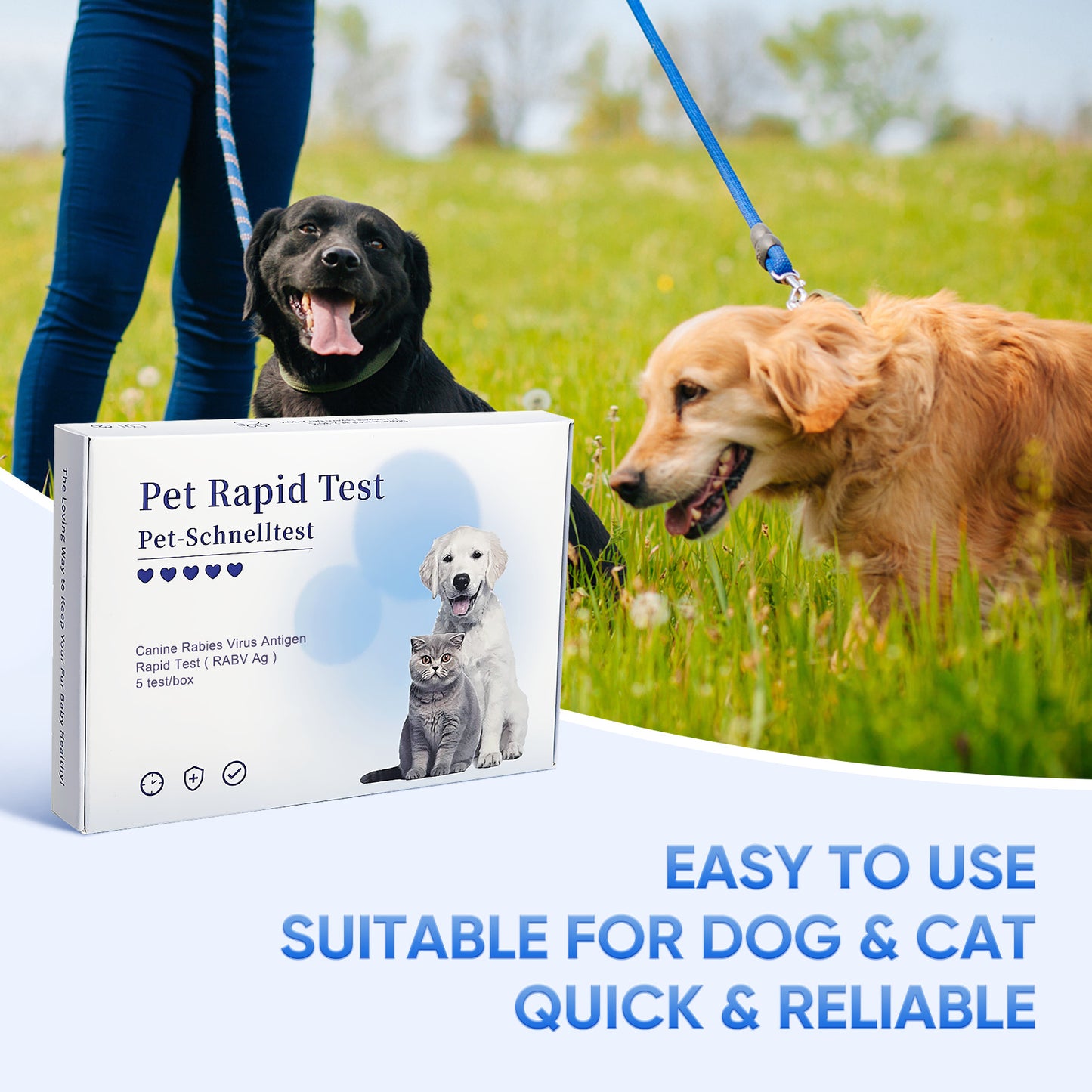 PawsXfun Pet Healthy RABV Test Kit for Dogs & Cats- Accurate & Quick 5 Minute Home Detection in Saliva Screening ! Easy to Use Non-Invasive Early Diagnosis Tool Suitable for All Breeds & Ages